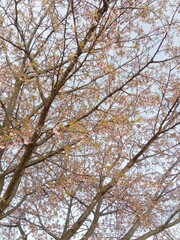 branches against blue sky summer sakura