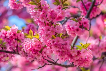 Deurstickers Breathtaking Focus on Kwanza Cherry Tree in Full Bloom- A Testament of Proper Tree Care © Joe