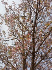 sakura autumn leaves in the sky