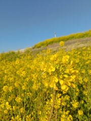 Obraz premium rapeseed field of yellow flowers