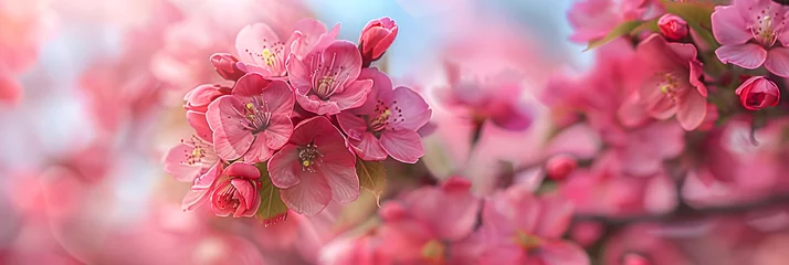 Crédence de cuisine en verre imprimé Rose  Breathtaking Focus on Kwanza Cherry Tree in Full Bloom- A Testament of Proper Tree Care