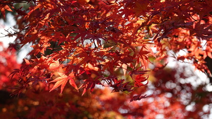 京都の紅葉