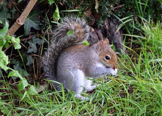 Squirrel 