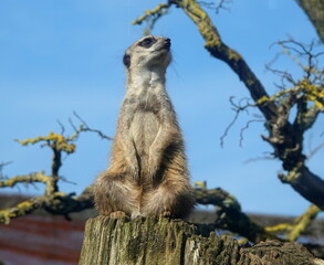 Meerkat