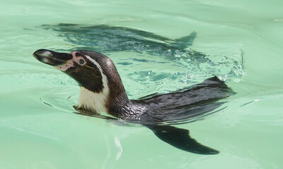 Swimming penguins 