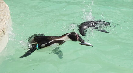 Swimming penguins 