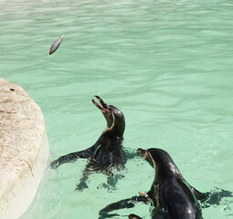 Swimming penguins 