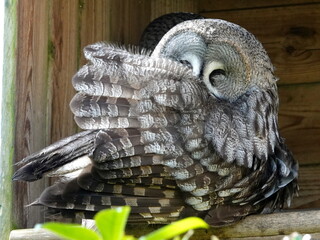 Great grey owl preening