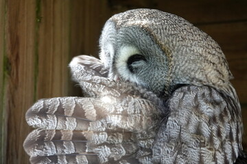 Great grey owl preening