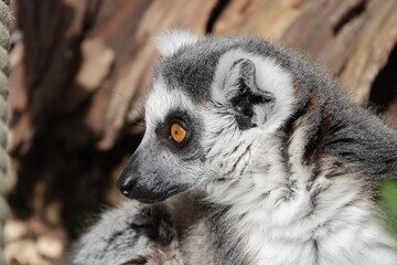 Ring tailed lemur