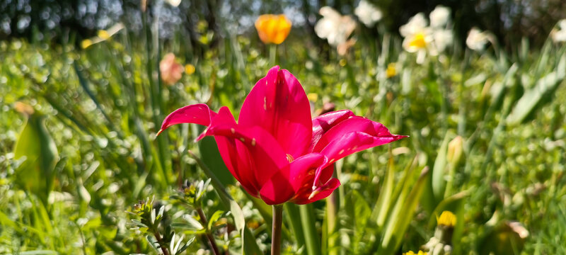 Selective focus shot of Tulipa agenensis plant