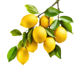 Fresh delicious lemons on branch, cut out - obrazy, fototapety, plakaty