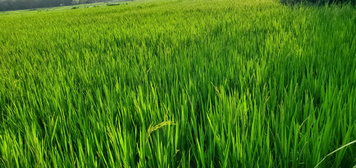 Green Grass natural beautiful 
