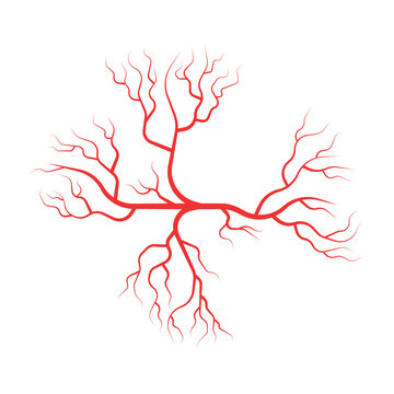 Human vein arteries anatomy blood red eye vessels capillaries illustration vector