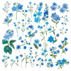 Fototapeta premium Clip art illustration with various types of forget me not on a white background. 