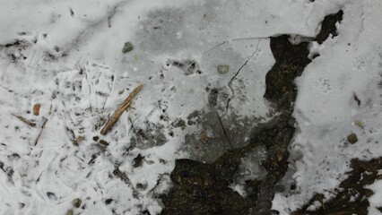 Close-up shot of an icy creek flowing through a tranquil forest