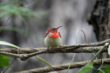 Cheerful Palestinian bird perched on a thin, leafy tree branch in a lush, green forest
