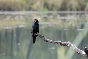 Small cormorant perched on a tree branch near a body of water