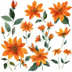 Clip art illustration with various types of Mexican Sunflower Weed on a white background.	
