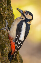 woodpecker
