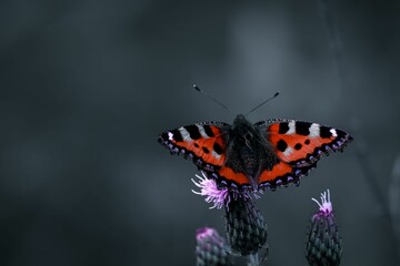 Small tortoiseshell butterfly on a thistle against a dark backdrop.