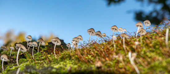 Mushrooms fungus on a beautiful autumn forest