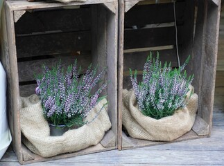 Attractive wooden crate filled with fragrant lavender plants sits on the porch of a home