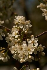 Closeup of a cherry blossom tree in full bloom in a lush green with a blurry background