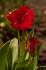Closeup of beautiful tulips in a lush green with a blurry background