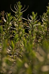 High-resolution close-up view of a lush green grassy field on a sunny day