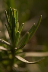 Close-up photograph of a single sprig of rosemary in a lush green with a blurry background