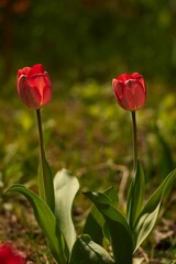 Closeup of beautiful tulips in a lush green with a blurry background