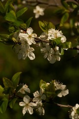 Closeup of a cherry blossom tree in full bloom in a lush green with a blurry background
