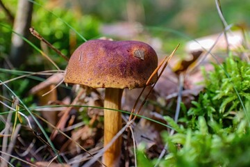 a mushroom that is sitting in the grass of a forest