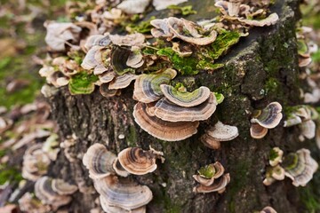 Close-up image of a variety of  turkey tail mushrooms growing on a mossy tree stump in a lush forest