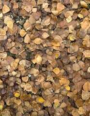 Yellow and orange autumn leaves background