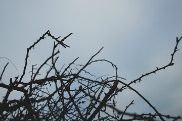 Shrub with barren branches against a clear sky background