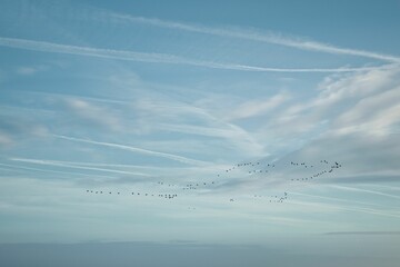 Scenic view of a vast expanse of water and land with a flock of birds soaring in blue sky above