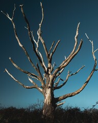 Dead tree standing alone in a grassy field, surrounded by overgrowth
