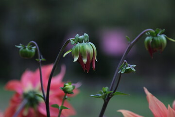 Close up shot of aquilegia nora barlow flower in the garden - obrazy, fototapety, plakaty