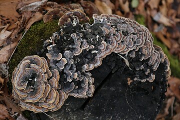 gray shelf mushrooms on a rotting tree trunk covered in green moss