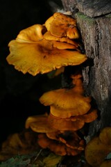 Close-up shot of a large mushroom with distinctive yellow and brown spots covering its surface