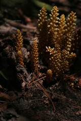 Fototapeta premium Closeup of blooming Broomrapes plants nestled in the soil