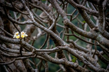 Vibrant Chembakam flower blooms from a slender, dark branch