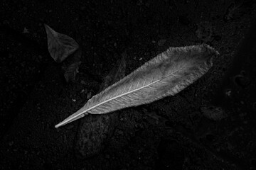 Closeup of a leaf in shape of a feather in grayscale