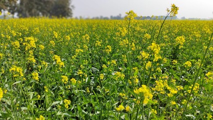 Obraz premium Sprawling field of bright yellow mustard plants is illuminated in the warm sunlight. Uttar Pradesh.