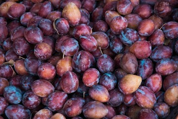 Closeup shot of ripe plums.