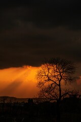 Idyllic sunset landscape featuring a silhouetted tree and clouds against a glowing orange sky