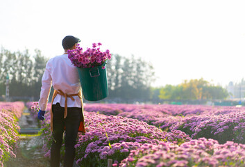 back view of Asian man small business owner working deadheading flower at farm in the morning,...