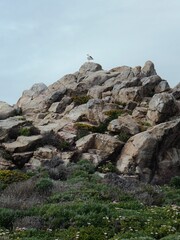 Seagull perched atop a rocky outcropping.